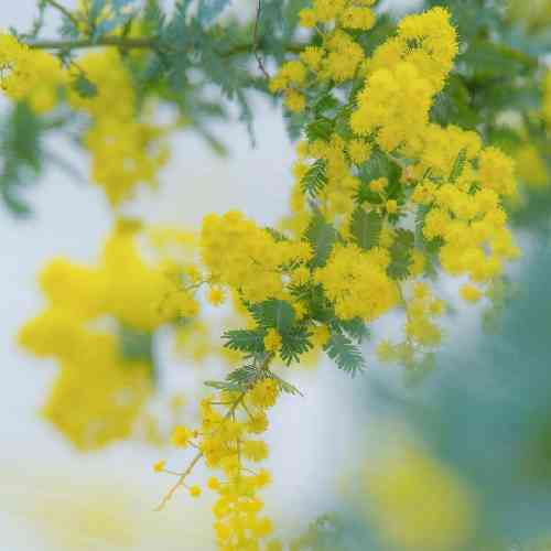 عادل قربانی و رامین مهری آماده جنجالی و جنگیم داینی ها بِرار